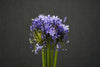 Agapanthus - Netherlands