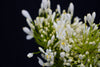 Agapanthus - Netherlands