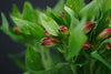 Alstroemeria - Netherlands