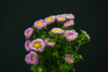 Aster Chrysanthemum - China