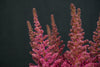 Astilbe - Netherlands