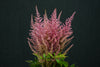 Astilbe - Netherlands