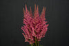 Astilbe - Netherlands