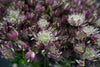 Astrantia - Netherlands