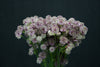 Astrantia - Netherlands