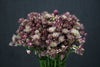 Astrantia - Netherlands
