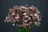 Astrantia - Netherlands