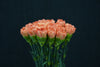 Carnation - China