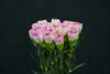 Carnation - China