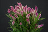 Celosia - China