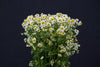 Chamomile - China