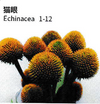 Echinacea - China