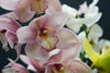 Cymbidium - Netherlands