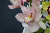 Cymbidium - Netherlands