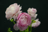 Ranunculus - Netherlands