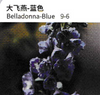 Delphinium Belladonna - China