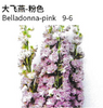 Delphinium Belladonna - China