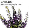 Delphinium Belladonna - China