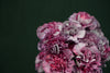 Dianthus (Carnation) - Netherlands