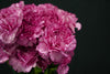 Dianthus (Carnation) - Netherlands