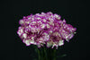 Dianthus (Carnation) - Netherlands