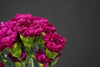 Dianthus (Carnation) - Netherlands