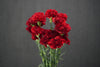 Dianthus (Carnation) - Netherlands