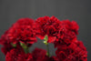 Dianthus (Carnation) - Netherlands