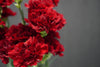 Dianthus (Carnation) - Netherlands