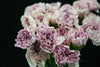 Dianthus (Carnation) - Netherlands