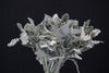 Dusty Miller - China