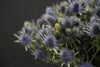 Eryngium - Netherlands