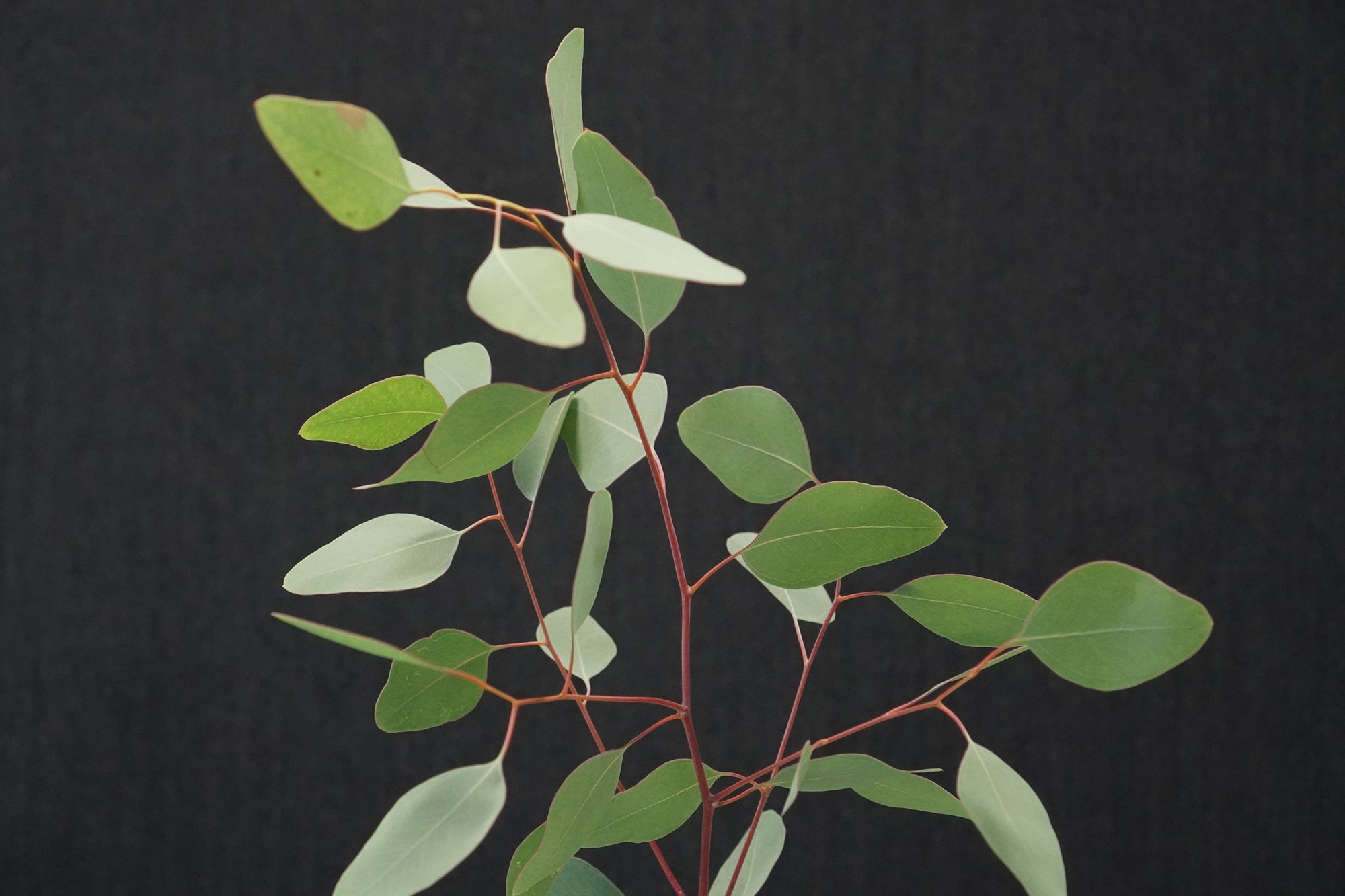 Eucalyptus - China – Floral Market