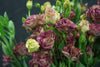 Eustoma - China