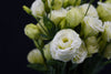 Eustoma - China