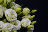 Eustoma - China