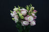 Eustoma - China