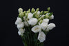 Eustoma - China