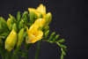 Freesia - Netherlands