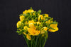 Freesia - Netherlands