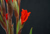 Gladiolus - Netherlands