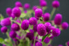 Gomphrena - China