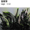 Sage - China