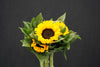 Helianthus Annuus (Sun Flower) - China