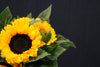 Helianthus Annuus (Sun Flower) - China