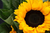 Helianthus Annuus (Sun Flower) - China