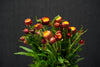 Helichrysum Bracteatum - China