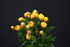 Helichrysum Bracteatum - China