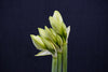 Hippeastrum (Amaryllis) - Netherlands