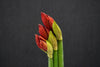 Hippeastrum (Amaryllis) - Netherlands